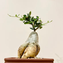 Load image into Gallery viewer, Fockea Edulis Caudiciform
