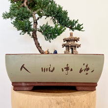 Load image into Gallery viewer, Juniper Squamata (Large)
