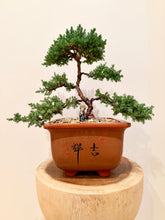 Load image into Gallery viewer, Large Juniper Squamata
