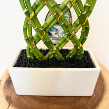 Load image into Gallery viewer, Lucky Bamboo Arrangement
