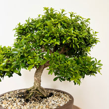 Load image into Gallery viewer, Japanese Kingsville Buxus
