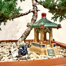 Load image into Gallery viewer, Large Juniper Squamata
