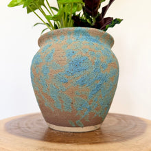 Load image into Gallery viewer, Parlour Palm Garden Mix
