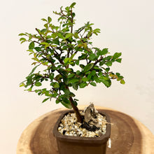 Load image into Gallery viewer, Chinese Elm
