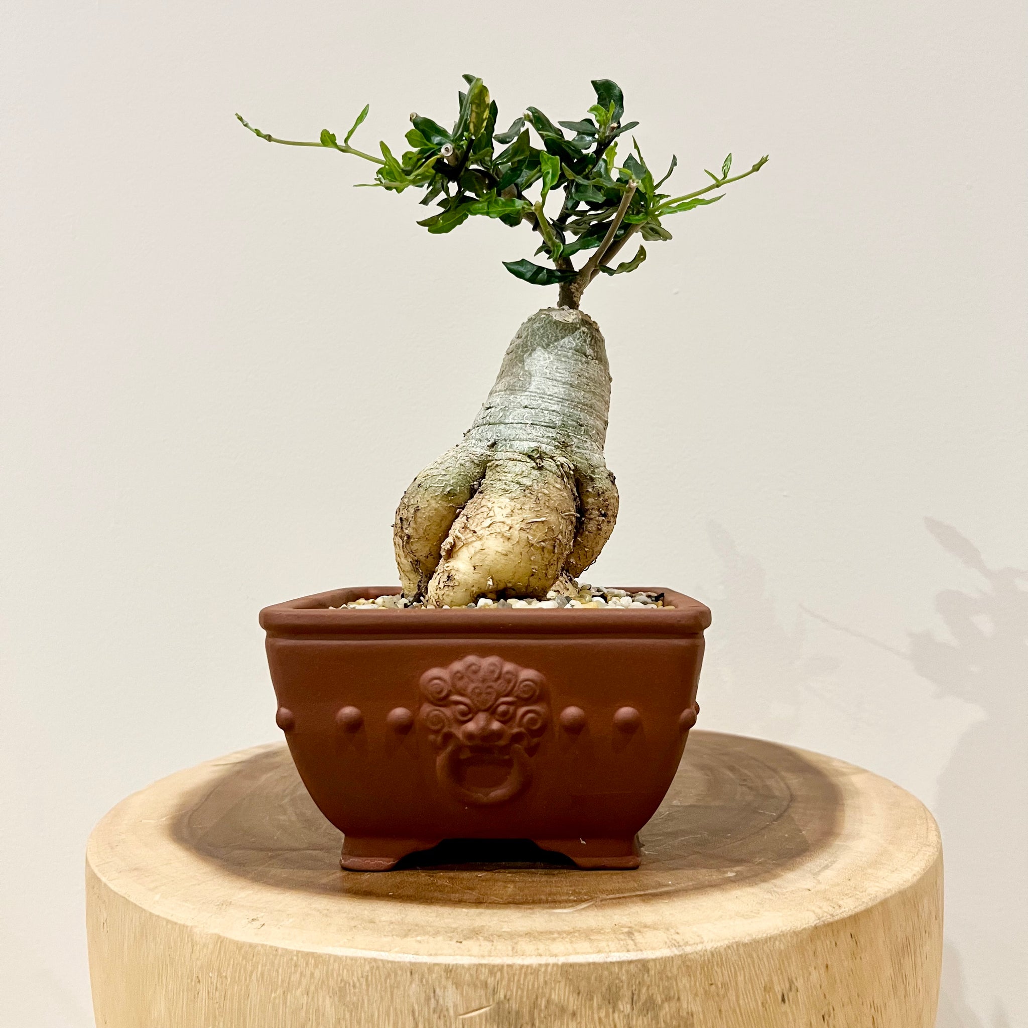 Fockea Edulis Caudiciform – B&G Plants and Pottery