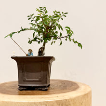Load image into Gallery viewer, Chinese Elm

