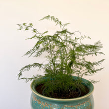 Load image into Gallery viewer, Asparagus Fern
