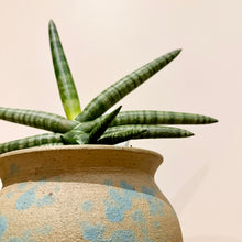 Load image into Gallery viewer, Sansevieria Boncel
