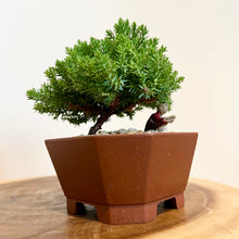 Load image into Gallery viewer, Petite Juniper Squamata
