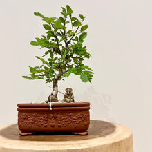 Load image into Gallery viewer, Desert Ash
