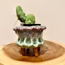Load image into Gallery viewer, Penis Cactus
