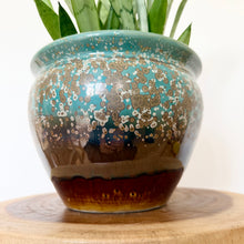 Load image into Gallery viewer, Sansevieria Silver Princess

