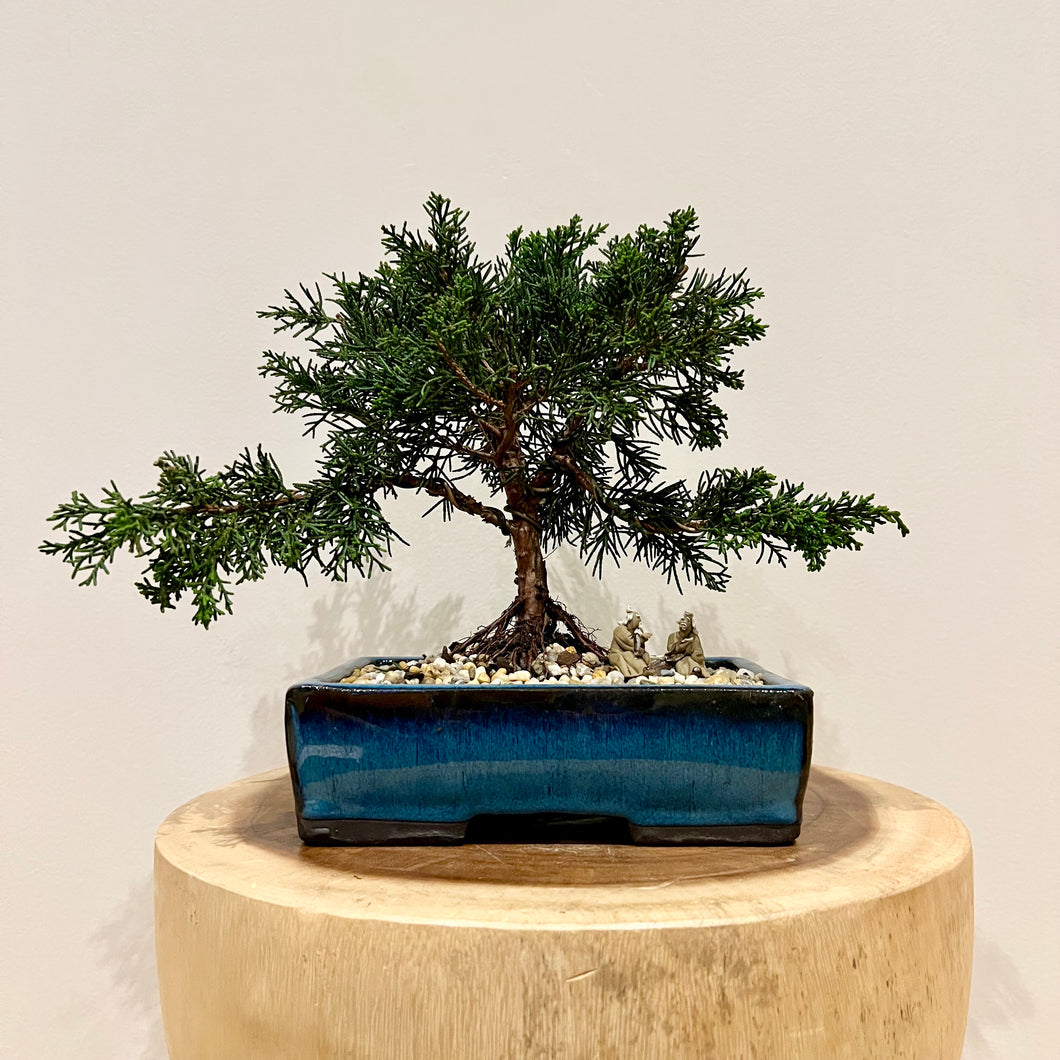 Shimpaku Juniper