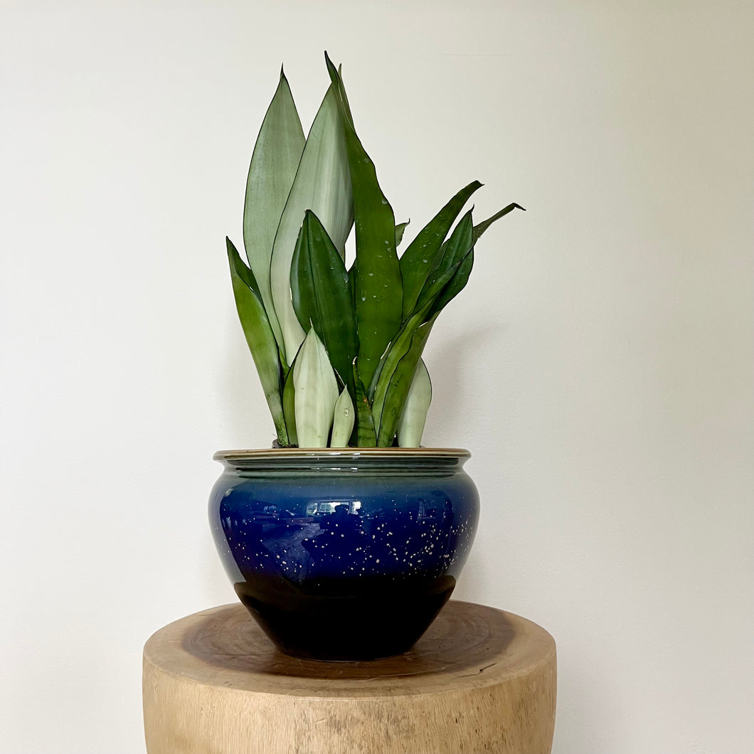 Sansevieria Moonshine