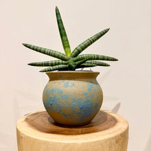 Load image into Gallery viewer, Sansevieria Boncel
