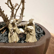 Load image into Gallery viewer, Variegated Ficus Benjamina
