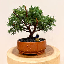 Load image into Gallery viewer, Shimpaku Juniper
