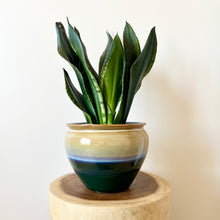 Load image into Gallery viewer, Sansevieria Whitney
