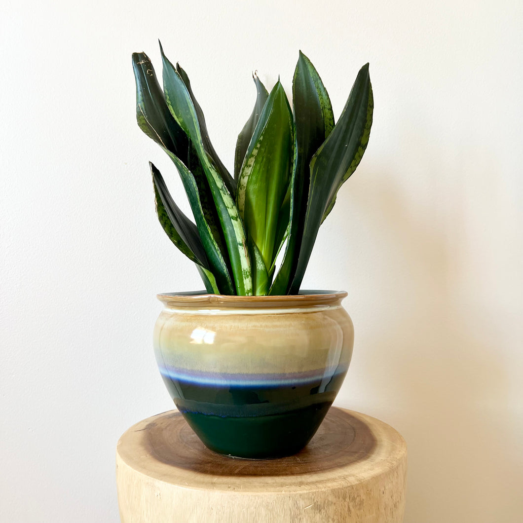 Sansevieria Whitney