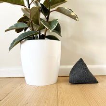 Load image into Gallery viewer, Ficus Tineke with Cover Pot
