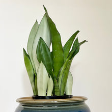 Load image into Gallery viewer, Sansevieria Moonshine
