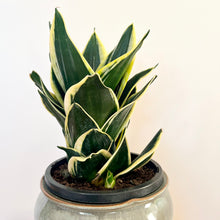 Load image into Gallery viewer, Sansevieria Lotus Hahnii
