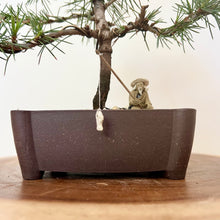 Load image into Gallery viewer, Atlas Cedar
