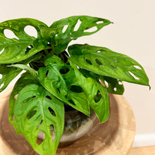 Load image into Gallery viewer, Monstera Swiss Cheese
