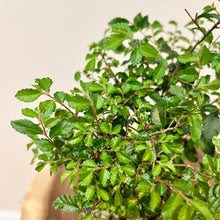 Load image into Gallery viewer, Chinese Elm
