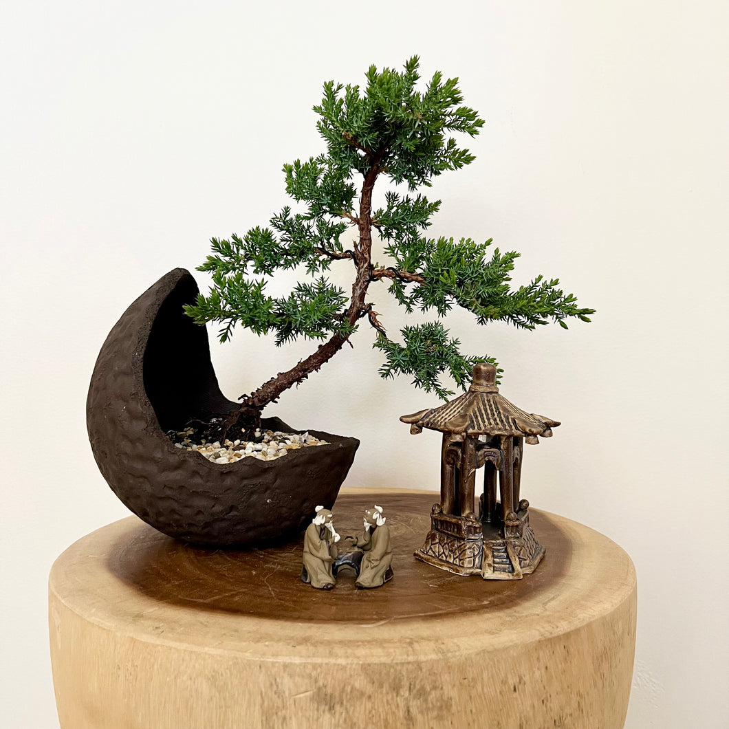 Juniper Squamata Arrangement