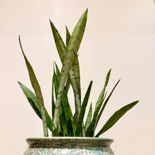Load image into Gallery viewer, Sansevieria Silver Princess
