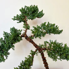 Load image into Gallery viewer, Juniper Squamata
