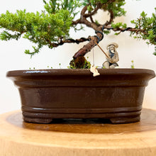 Load image into Gallery viewer, Juniper Squamata
