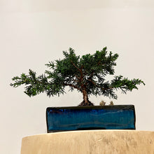 Load image into Gallery viewer, Shimpaku Juniper
