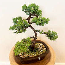 Load image into Gallery viewer, Juniper Squamata
