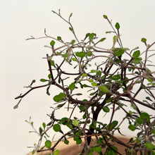 Load image into Gallery viewer, Corokia Cotoneaster
