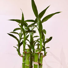 Load image into Gallery viewer, Lucky Bamboo
