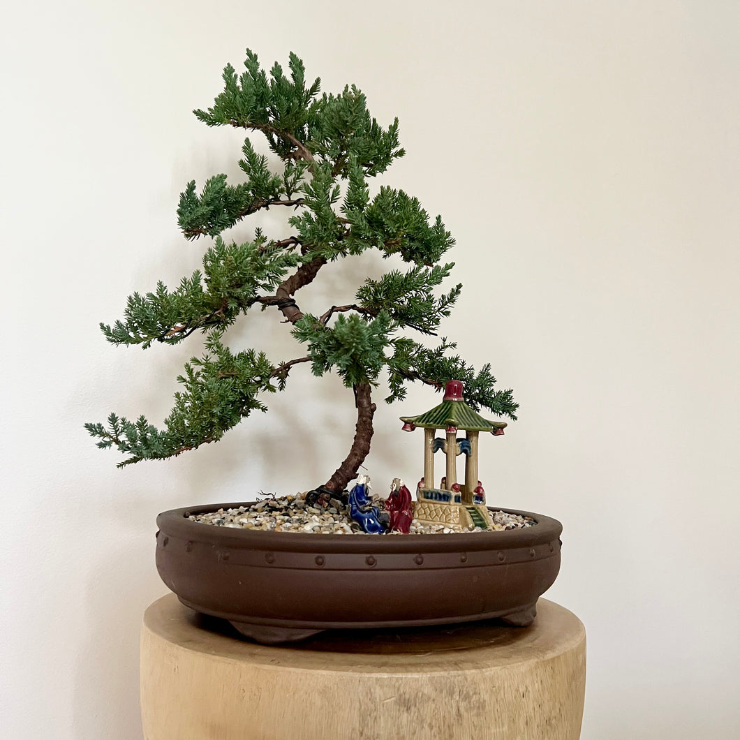 Juniper Squamata (Large)