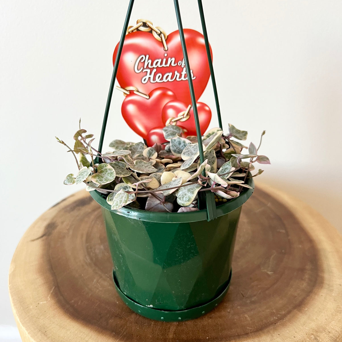 Variegated Chain of Hearts – B&G Plants and Pottery