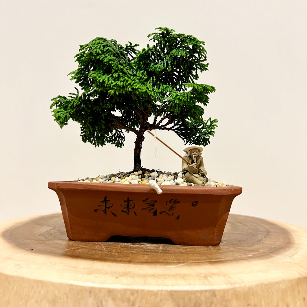 Hinoki Cypress