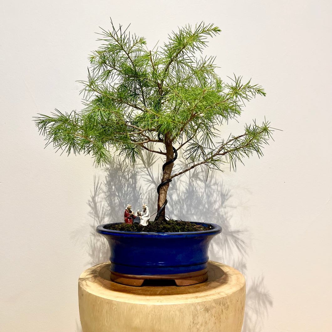 Deodar Cedar