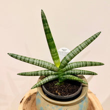 Load image into Gallery viewer, Sansevieria Boncel
