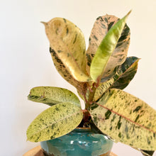 Load image into Gallery viewer, Ficus Shivereana
