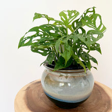 Load image into Gallery viewer, Monstera Swiss Cheese
