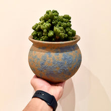 Load image into Gallery viewer, Cereus Ming Thing
