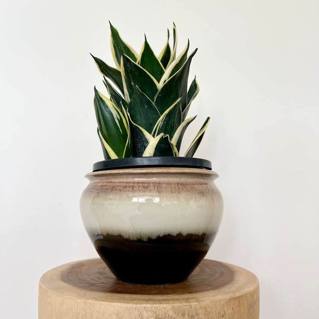 Sansevieria Lotus Hahnii