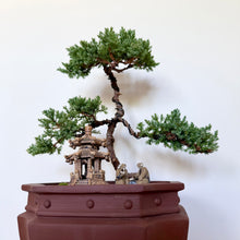 Load image into Gallery viewer, Large Juniper Squamata
