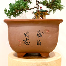 Load image into Gallery viewer, Large Juniper Squamata
