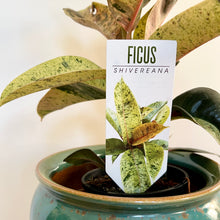 Load image into Gallery viewer, Ficus Shivereana
