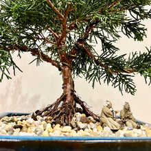 Load image into Gallery viewer, Shimpaku Juniper
